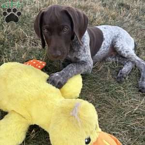 Wayland, German Shorthaired Pointer Puppy